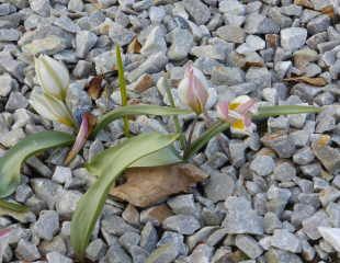 tulip polychroma 