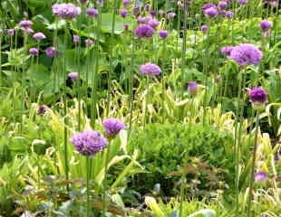 The leaves at base of Alliums can look a bit tattered and it is best use other plants to cover this.