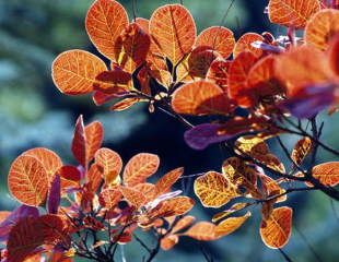 Cotinus flame