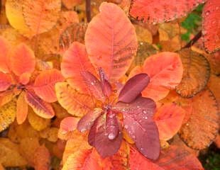 Cotinus with autumn colour