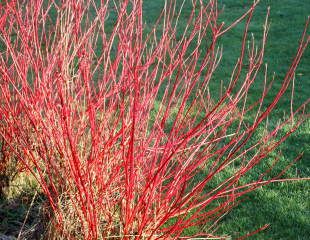 Cornus alba Siberica red stems