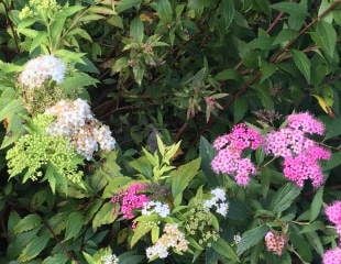 Spiraea japonica Shirobana 