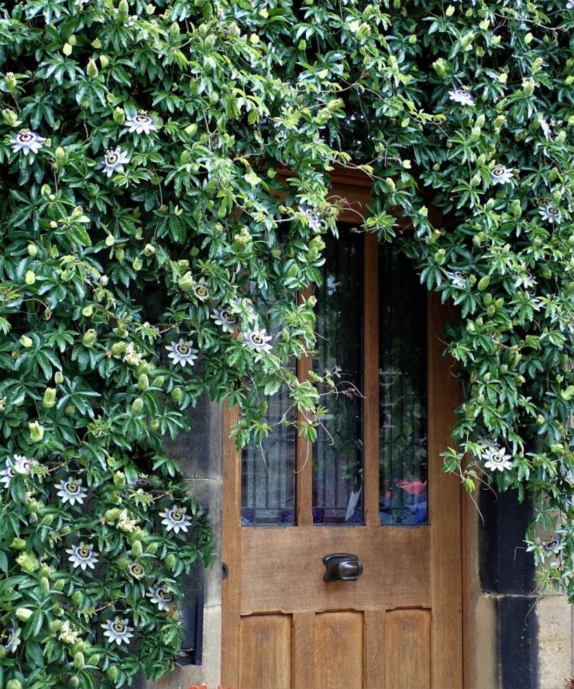 How to grow Passion Flower