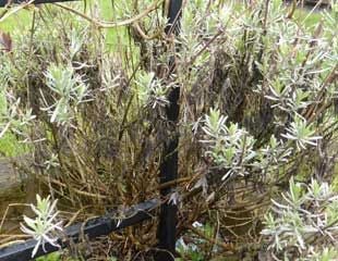 lavender after wet winter growing in wet conditions