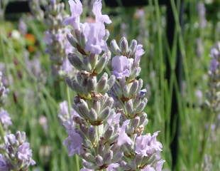 lavender intermedia