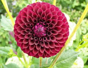 Ball  Dahlia