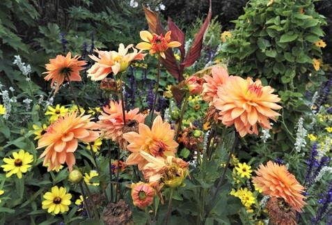 Dahlia in garden setting