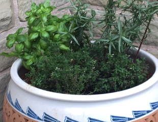 indoor herb garden