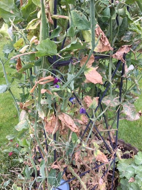 powdery mildew on sweet peas