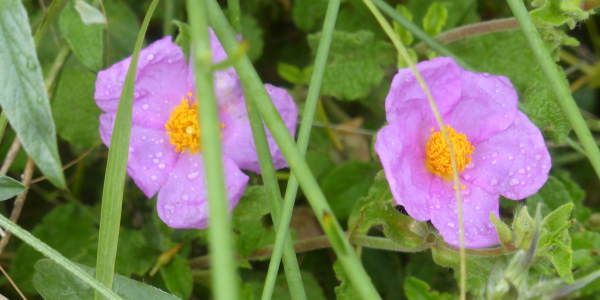 Cistus creticus growing wild in Crete 600