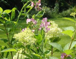 Everlasting pea with Hydrangea