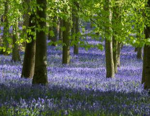 How To Grow Bluebells