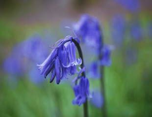 Everything you need to know about growing bluebells - Gardens Illustrated