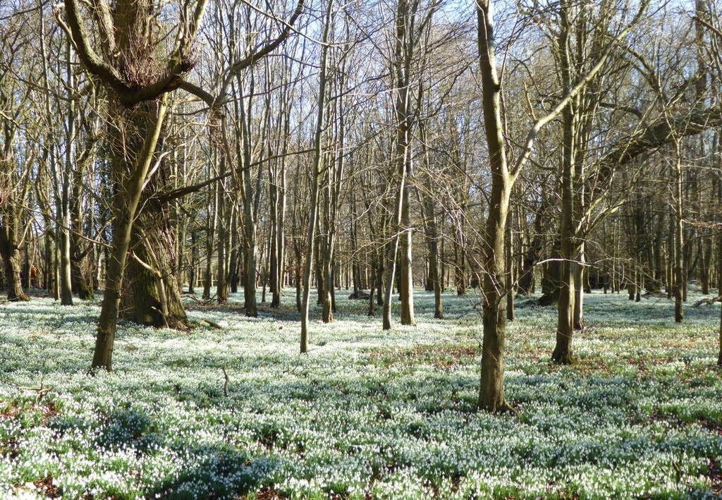 Snowdrops in NGS Welford Park - Berks 