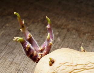 chitting potatoes