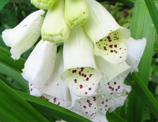 Digitalis foxglove white with purple speckled throat