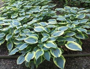 Varigated blue leaved hosta