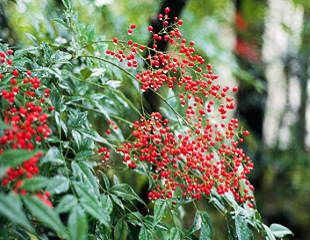 Nandina domestica heavenly bamboo