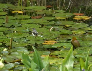 wagtail on lily pad