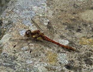 red damselfly resting by pond