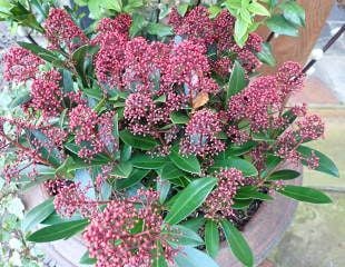 Skimmia japonica