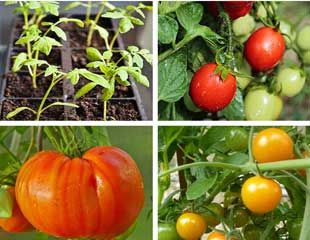 different types of tomatoes