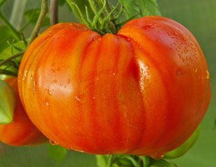 large tomato on the vine