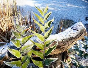 a winter log pile providing shelter for insects