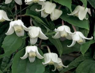 Clematis urophylla 'Winter Beauty'