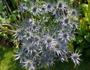 Eryngium common name sea holly blue thistile heads with an abundance of silver