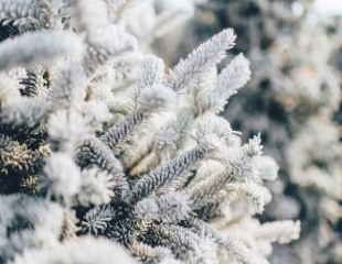 Winter fir trees