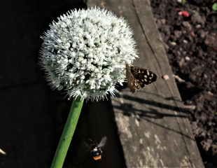 Culinary onion in flower