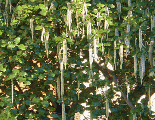 Garrya elliptica