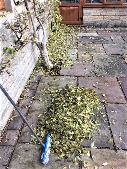 Wisteria sheds many leaves