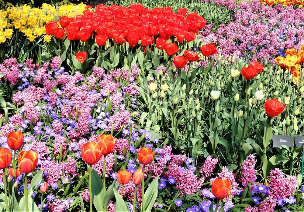 How To Plant And Grow Tulips