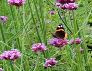 Verbena bonariensis