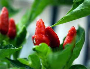 Chillies growing