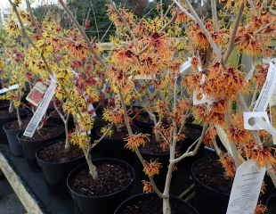 Witch Hazel shrubs on sale