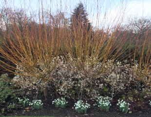Planting combination  Cornus, honesty seed heads and snowdrops.