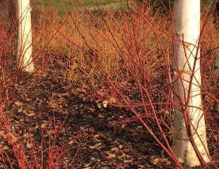 Betula utilis jacquemontii 'Snow Queen' Tree Single Stem Himalayan Birch Trees