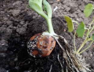 Broad bean seed