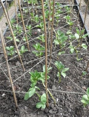 Broad bean support system