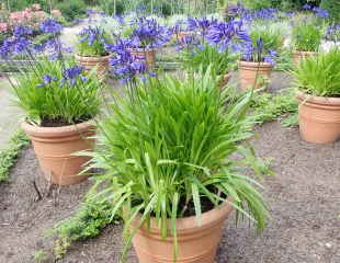 Agapanthus growing in containers 