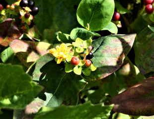 Rust on hypericum