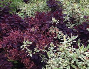 Cornus with Coggygria Royal Purple