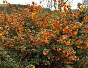 Berberis berries