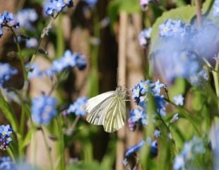 Cabbage white on forget me nots