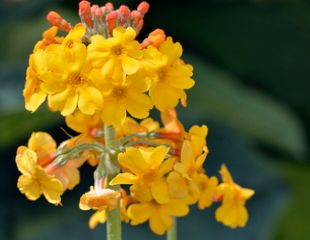 Close up candelabra primula