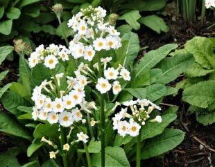 White candelabra primula 