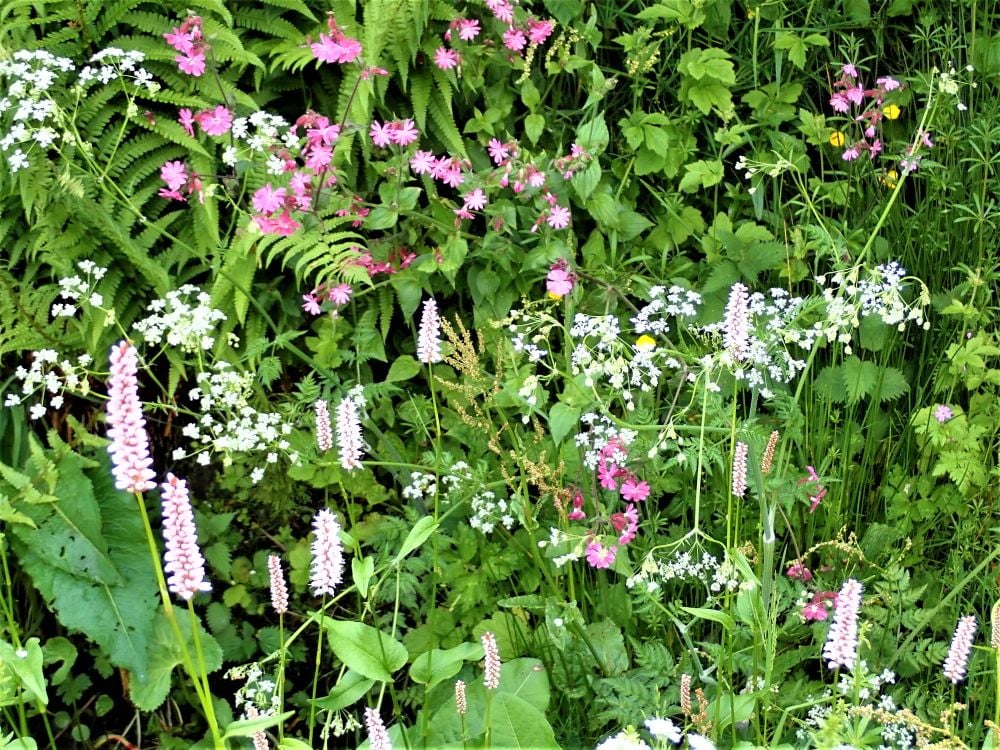 Mixed Wildflowers in the garden